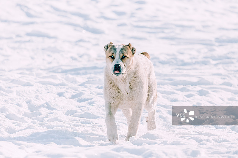 中亚牧羊犬幼犬在冬日白雪上行走。看着镜头。宠物动物图片素材