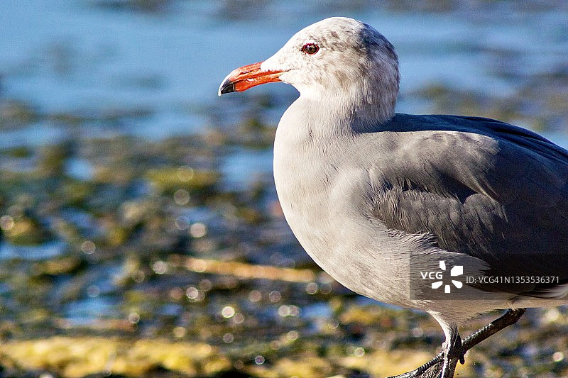 海鸥特写图片素材