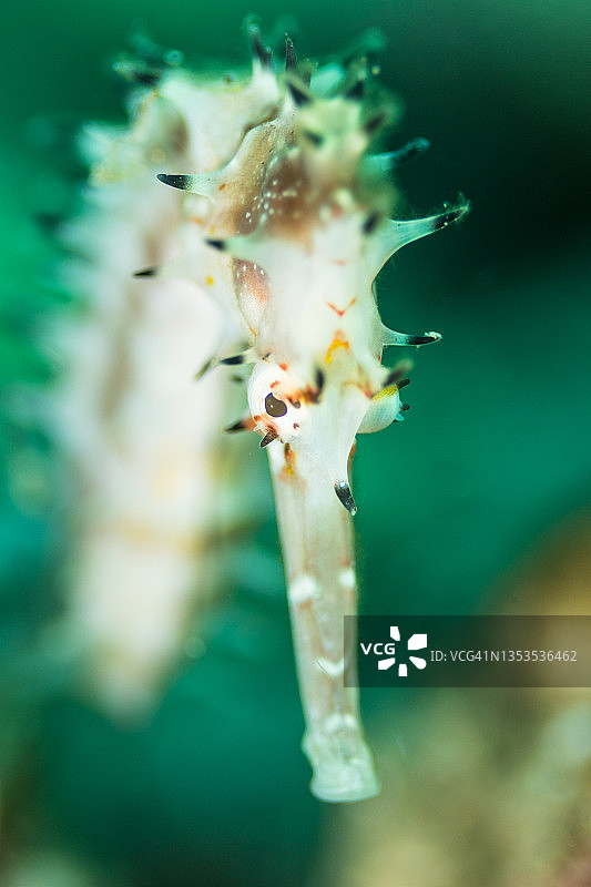 刺海马图片素材