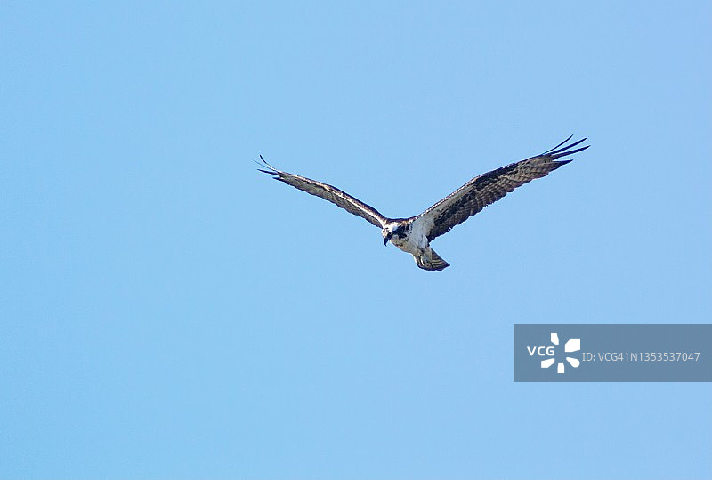 鱼鹰在飞行中图片素材