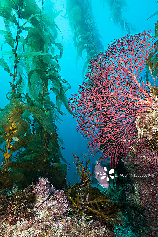 海峡群岛礁石景观图片素材