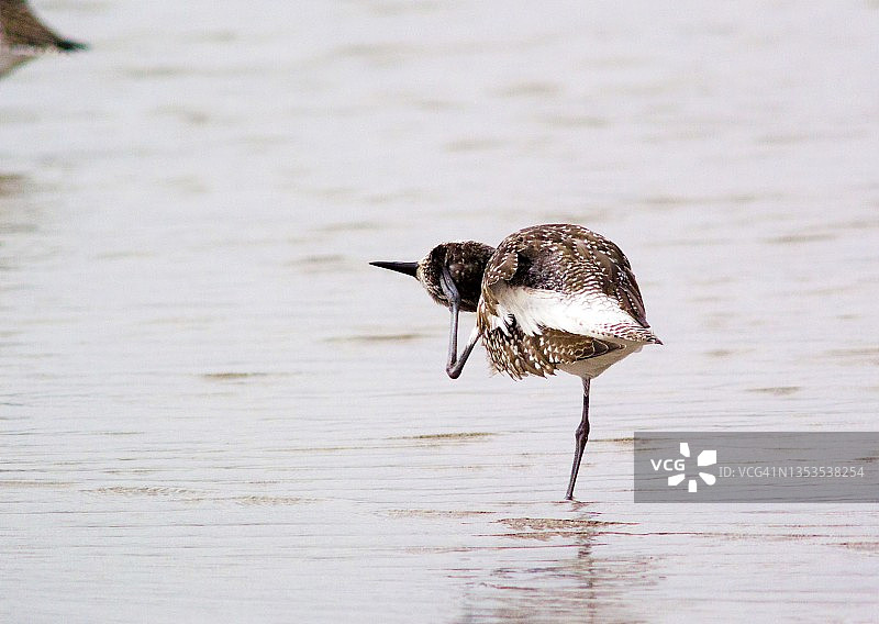 黑腹鹬挠头的背影图片素材