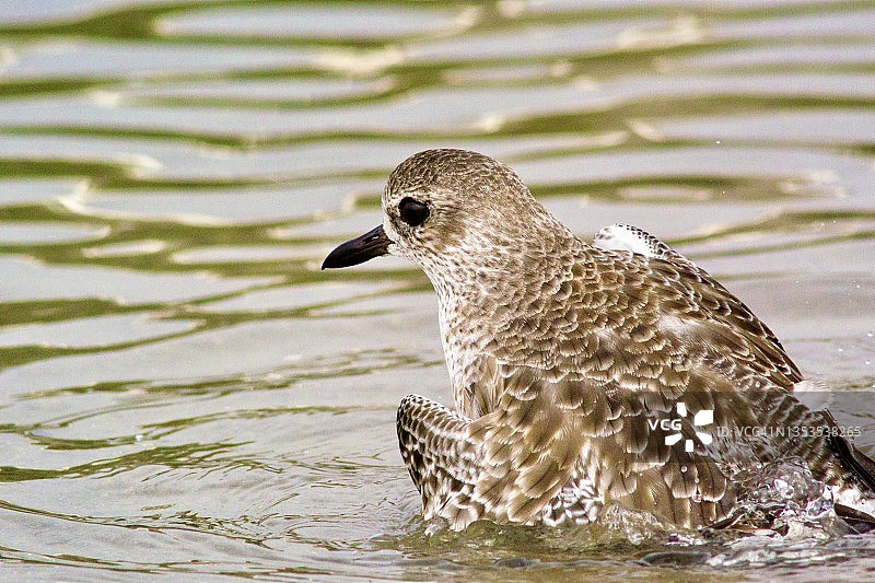 丘鹬沐浴的特写图片素材