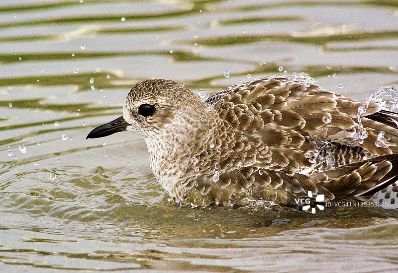 黑腹珩图片素材