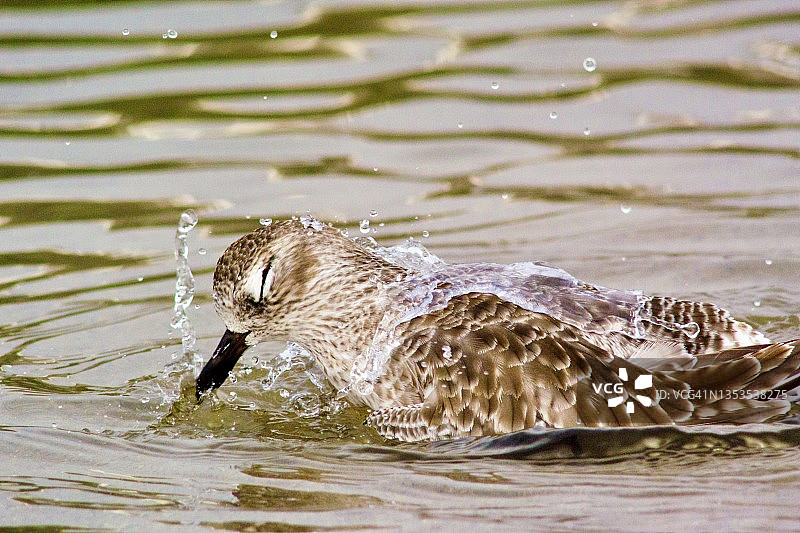 黑腹鹬在泻湖中沐浴特写图片素材