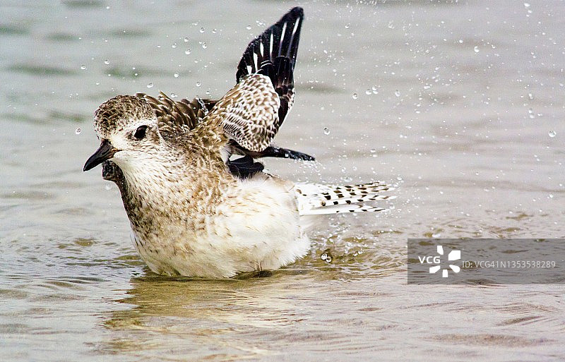 黑腹鹬在泻湖中沐浴特写图片素材