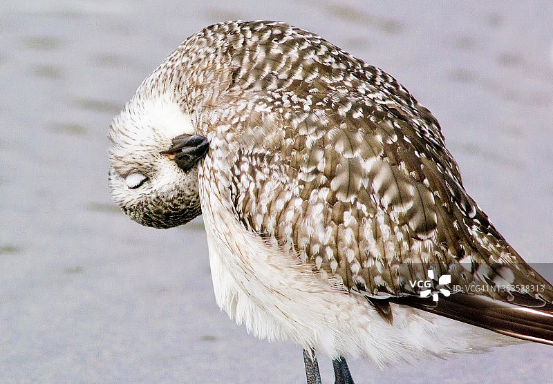 黑腹珩鹬梳理羽毛的特写图片素材