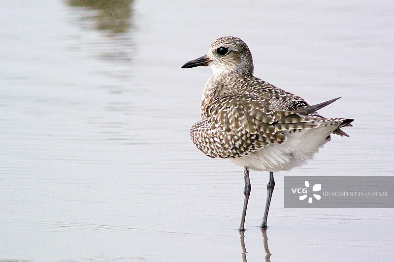 黑腹鹬涉水特写图片素材