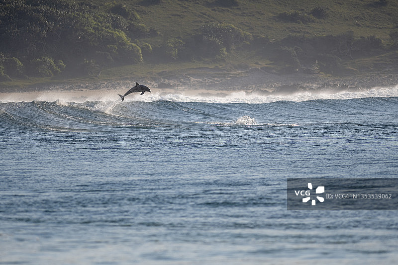 海豚跳跃图片素材