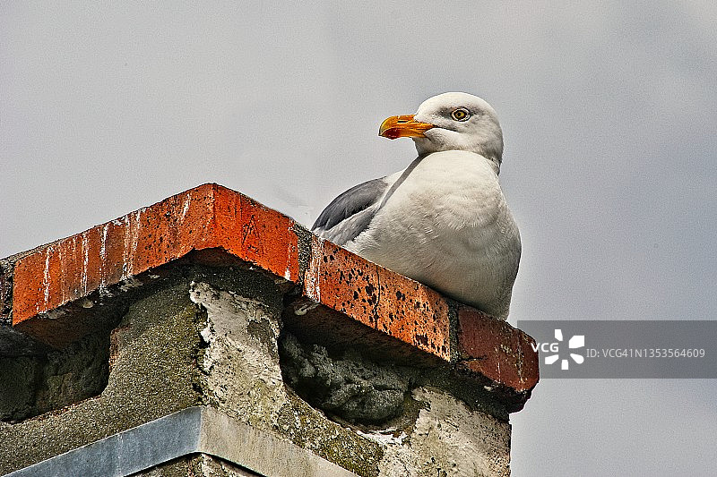 烟囱上的海鸥图片素材