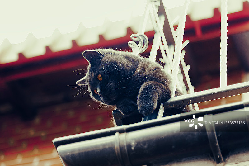 阳台上的胖猫图片素材