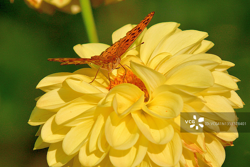 大丽花与豹纹蝶图片素材