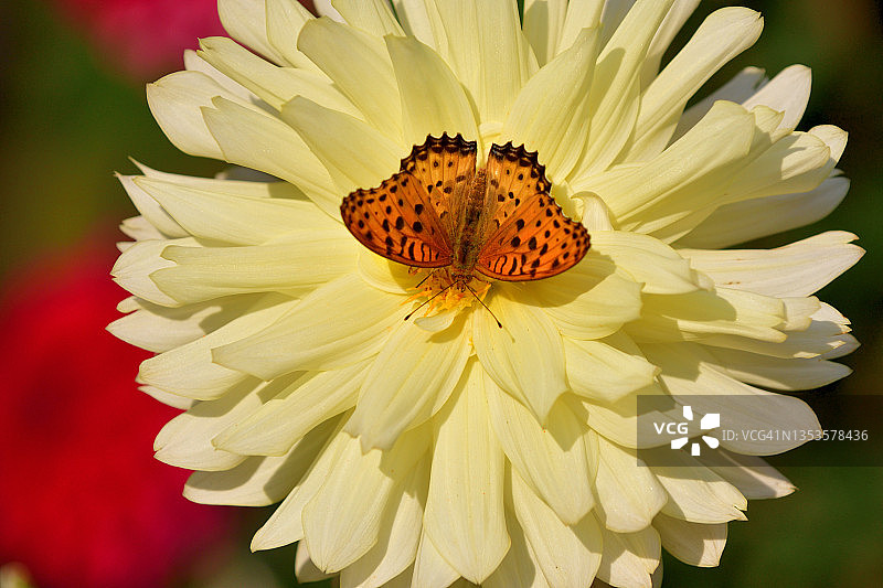 大丽花与豹纹蝶图片素材