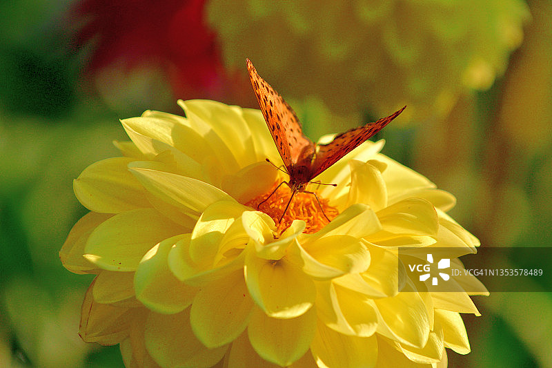 大丽花与豹纹蝶图片素材