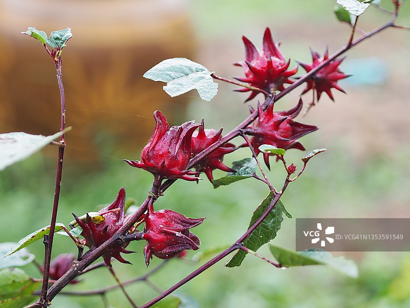 花园中盛开的洛神花红色果实图片素材