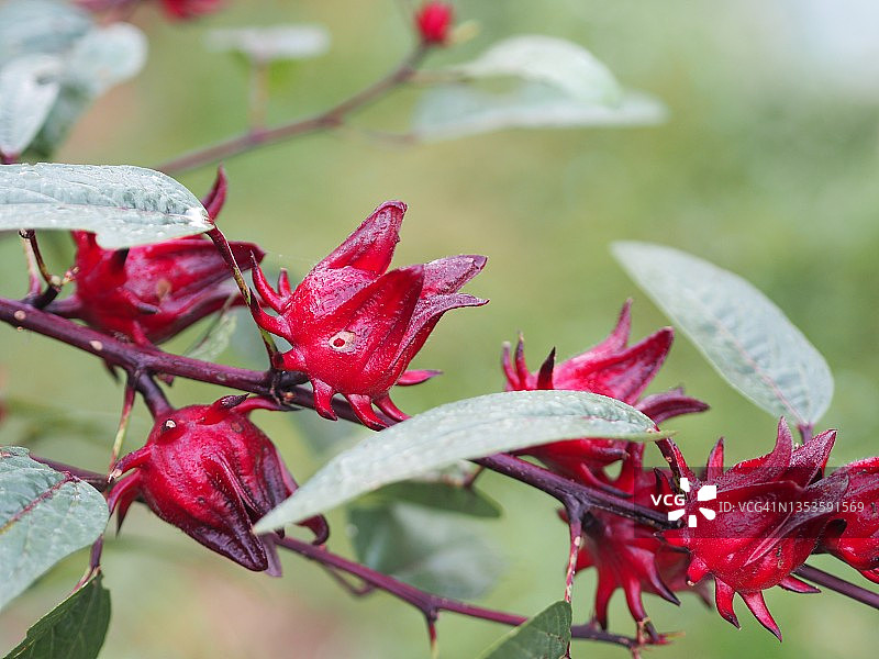 花园中盛开的洛神花红色果实图片素材