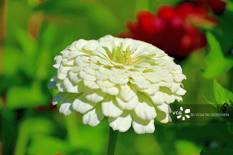Zinnia花图片素材