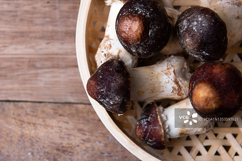 新鲜采摘的松茸蘑菇图片素材