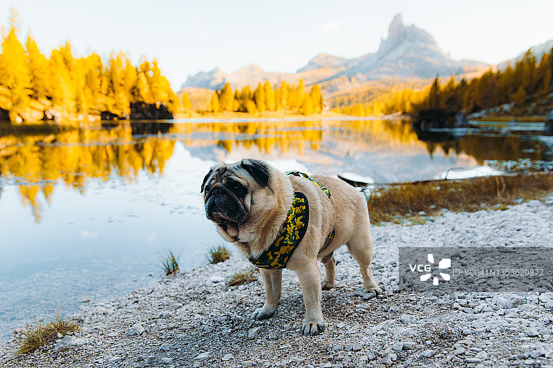 哈巴狗徒步旅行者在岸边欣赏多洛米蒂山脉的金色树木倒影图片素材