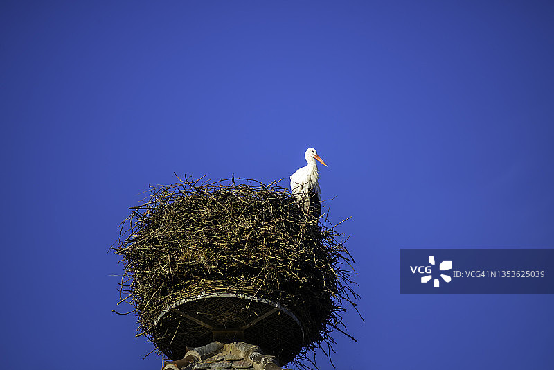 阿尔萨斯中世纪建筑屋顶鸟巢上的白鹳图片素材