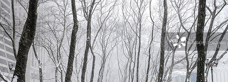 布莱恩特公园的冬季景色，树木被白雪覆盖，美国纽约曼哈顿中城图片素材