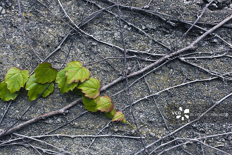 攀缘植物图片素材