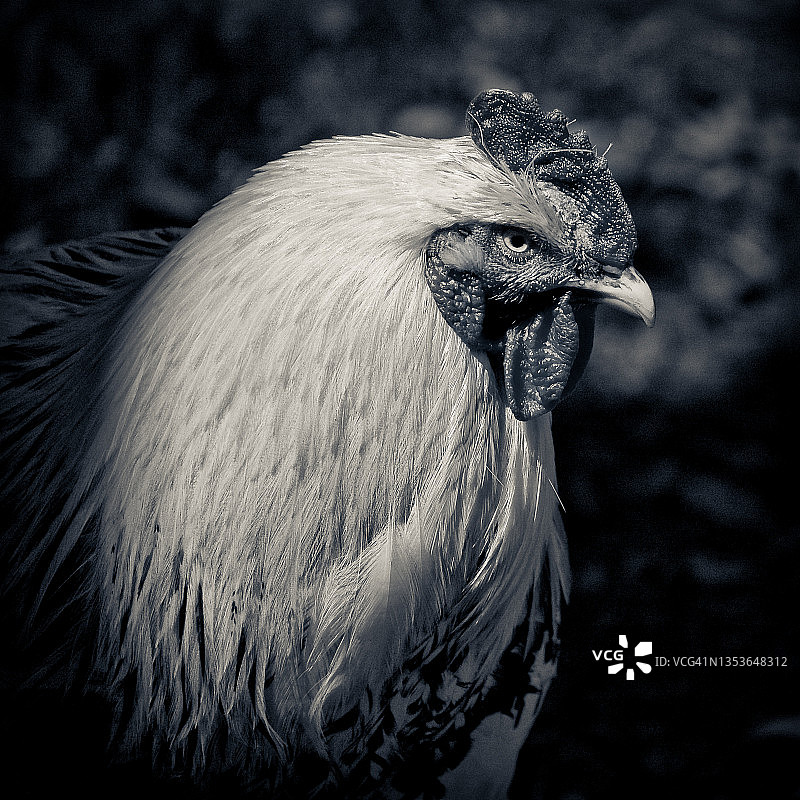 恼怒的公鸡图片素材
