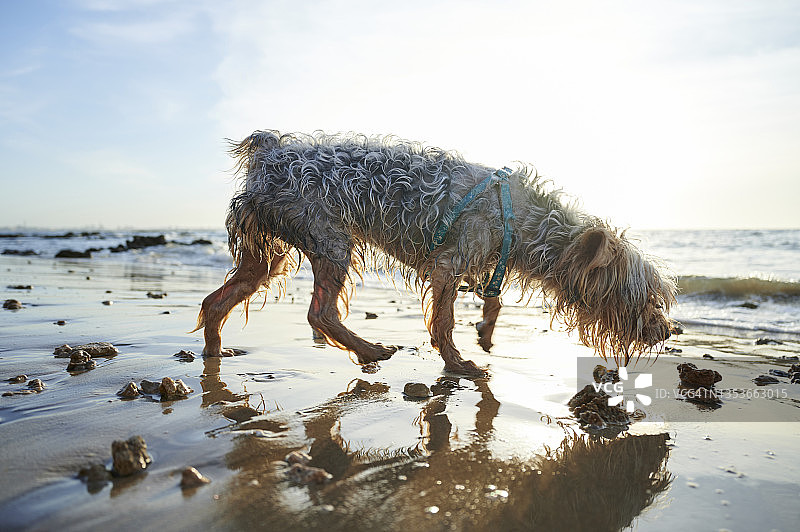 在海滩上玩耍的约克夏梗犬图片素材