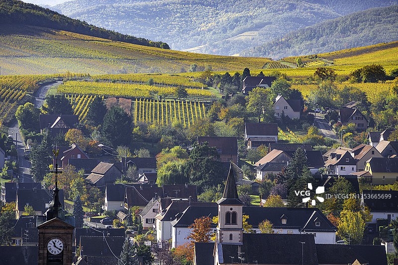 秋季阿尔萨斯里屈埃维 village 被著名葡萄园环绕的特写图片素材