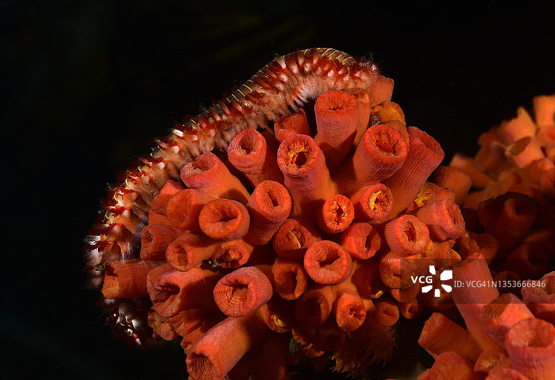 胡须火虫进食图片素材