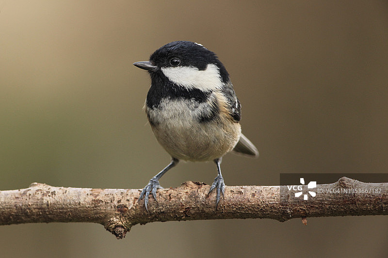 煤炭乳头图片素材
