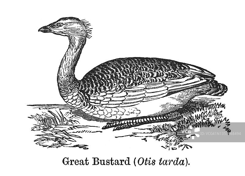 大鸨古版画插图图片素材