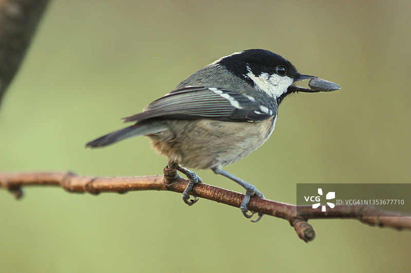 煤炭乳头图片素材