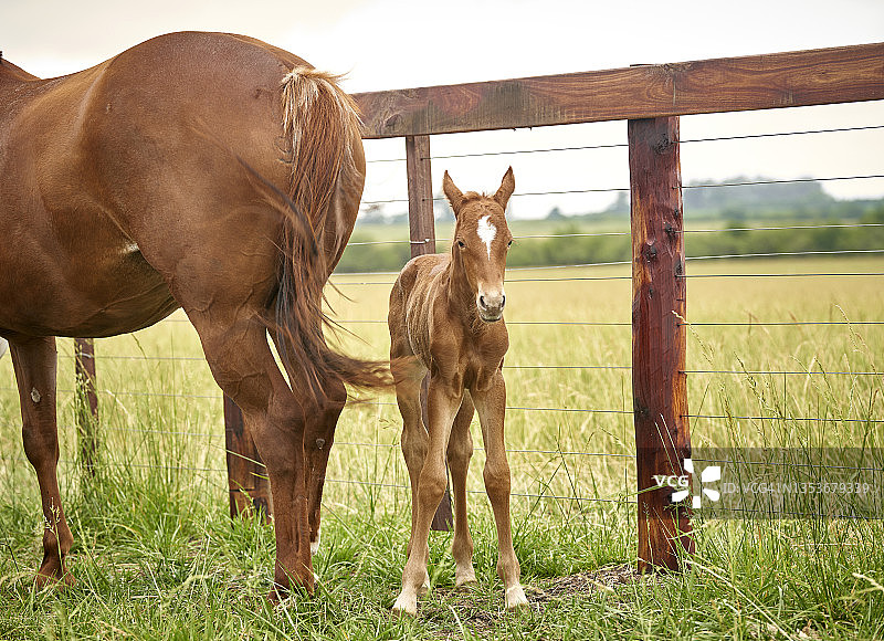 小马驹和她的母亲，四分之一马图片素材