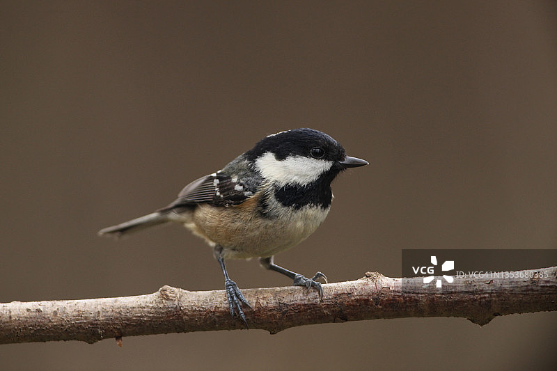 煤炭乳头图片素材