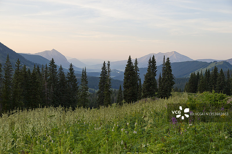 自然中的绿色图片素材