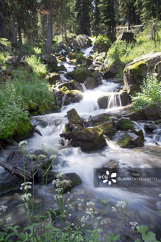 自然中的绿色图片素材