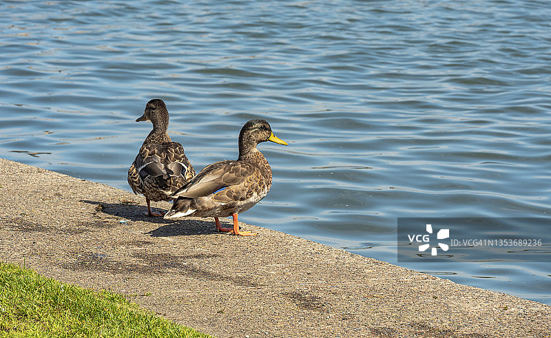两只绿头鸭图片素材