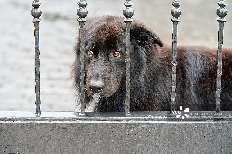 站在栅栏边向外看的黑色纽芬兰犬，栅栏后的纽芬兰犬图片素材