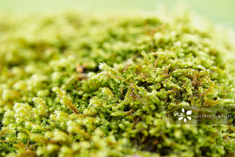 寒冷地区苔藓特写图片素材