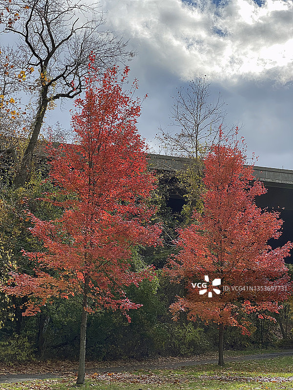 2021年秋天，在纽约州韦斯特切斯特县的纽约白平原拍摄的树叶。照片拍摄于2021年11月15日星期一。图片素材