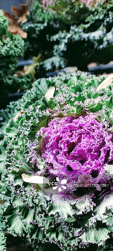 观赏甘蓝图片素材