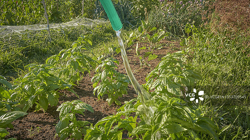 匿名女子浇灌绿色罗勒植物特写图片素材