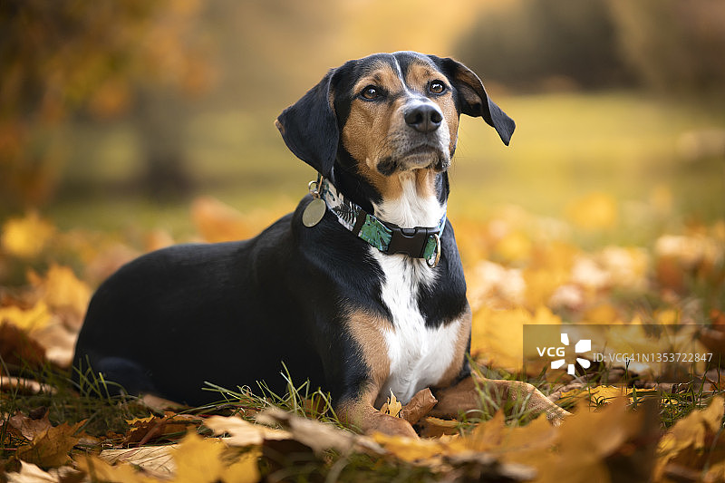 躺在秋叶中的小狗图片素材