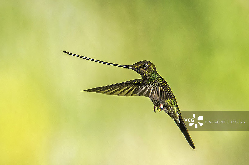 剑嘴蜂鸟图片素材