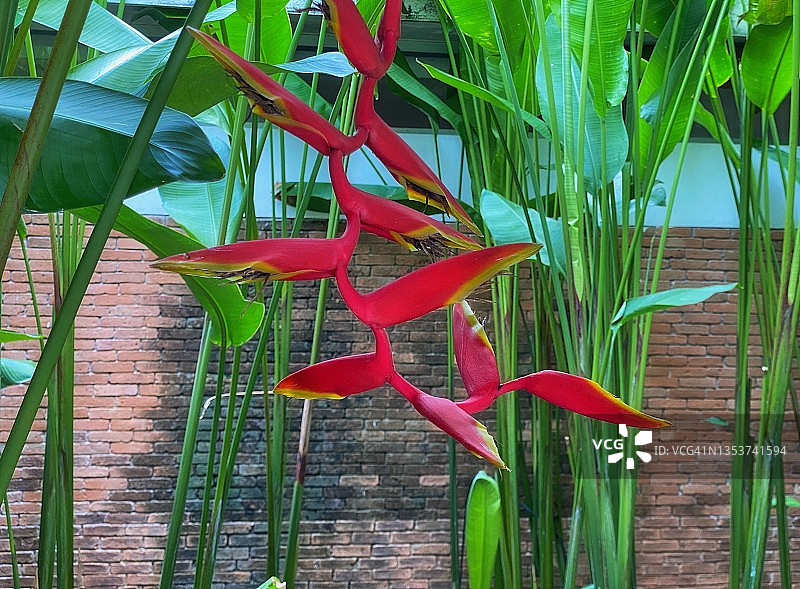 热带天堂鸟花之美图片素材