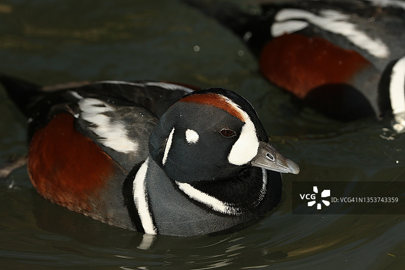 在阿伦德尔湿地野生动物保护区池塘中游泳的丑鸭图片素材