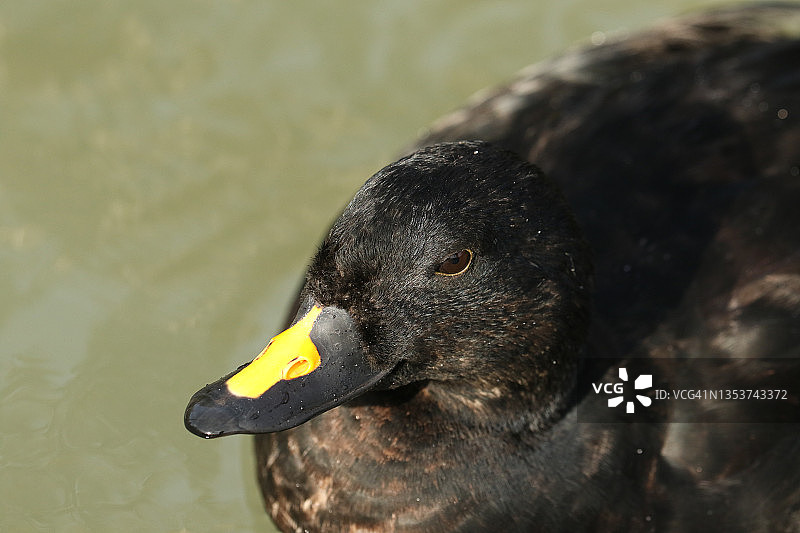 一只雄性海番鸭在艾伦德尔湿地野生动物保护区的池塘里游泳图片素材