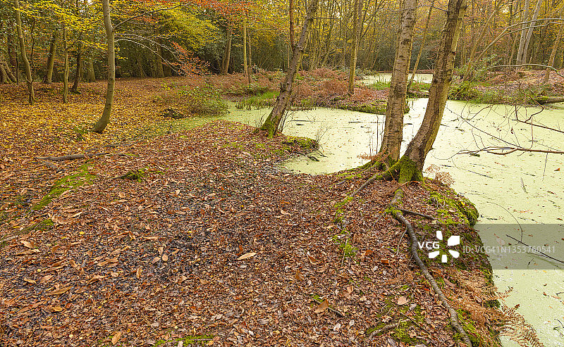埃平森林的满江红池塘图片素材