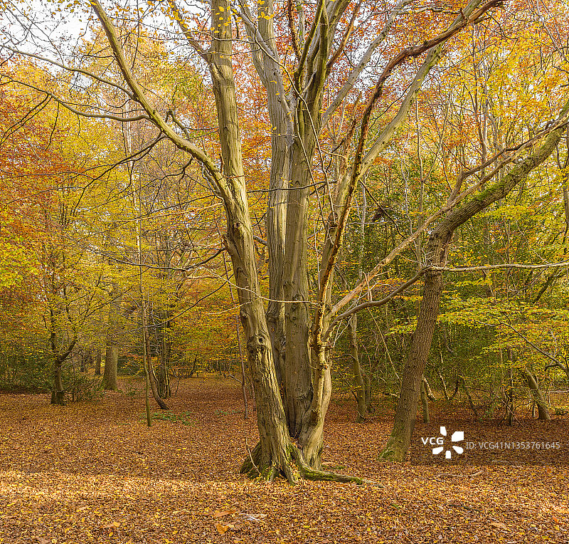 埃pping森林的秋季树枝图片素材